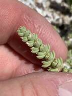 Image of Amargosa niterwort