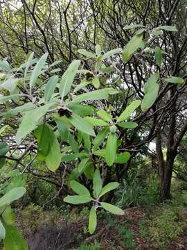 Sivun Pittosporum huttonianum T. Kirk kuva