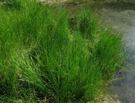 Image of Flat-Stem Spike-Rush