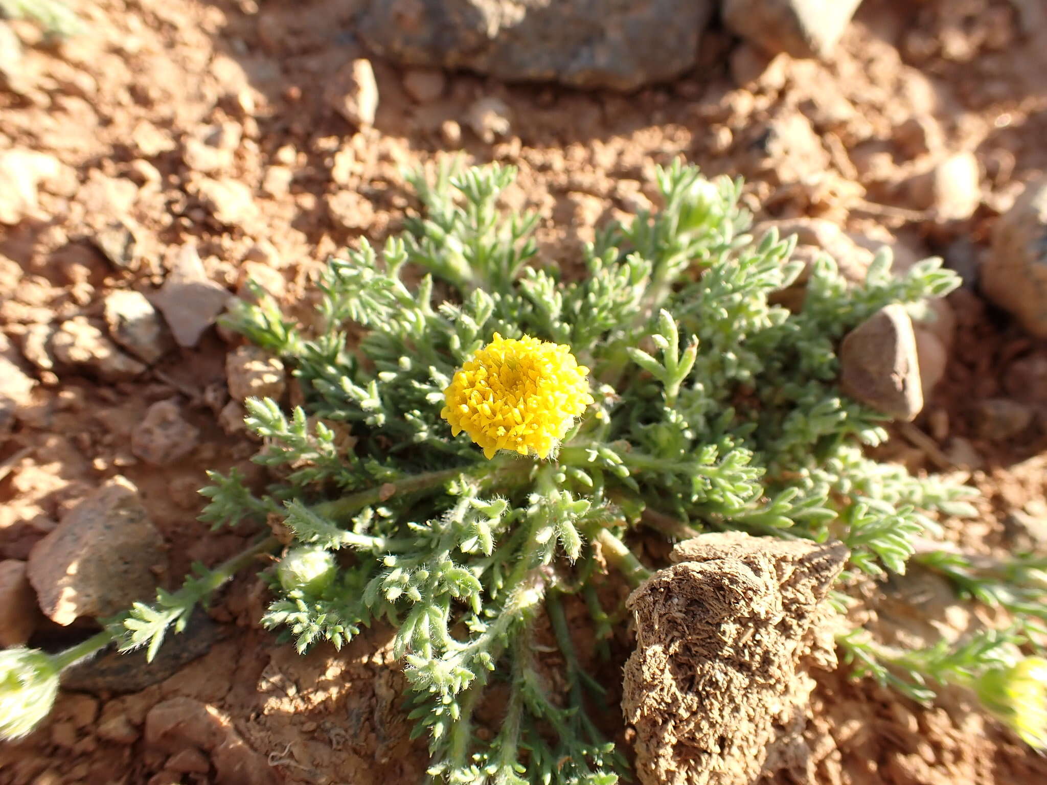 Image of Anacyclus homogamos (Maire) Humphries