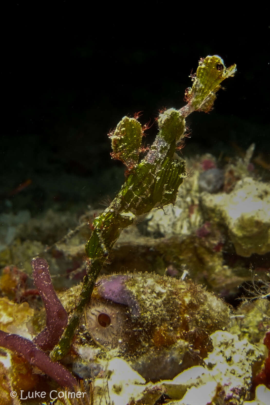 Image of Halimeda ghostpipefish