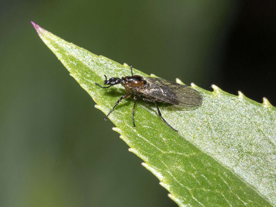 Image of Dilophus beckeri Hardy 1948