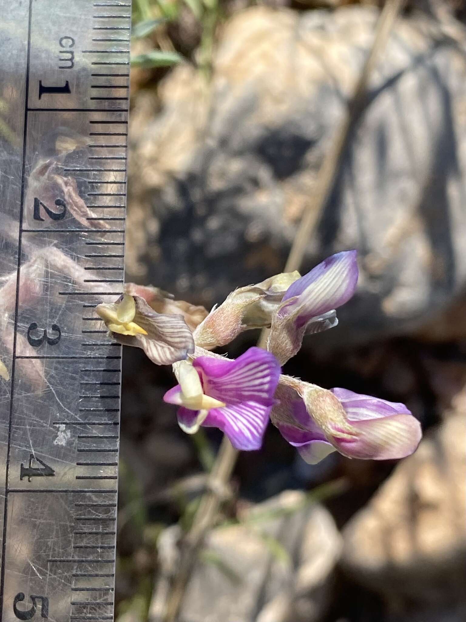 Sivun Astragalus humistratus var. sonorae (A. Gray) M. E. Jones kuva