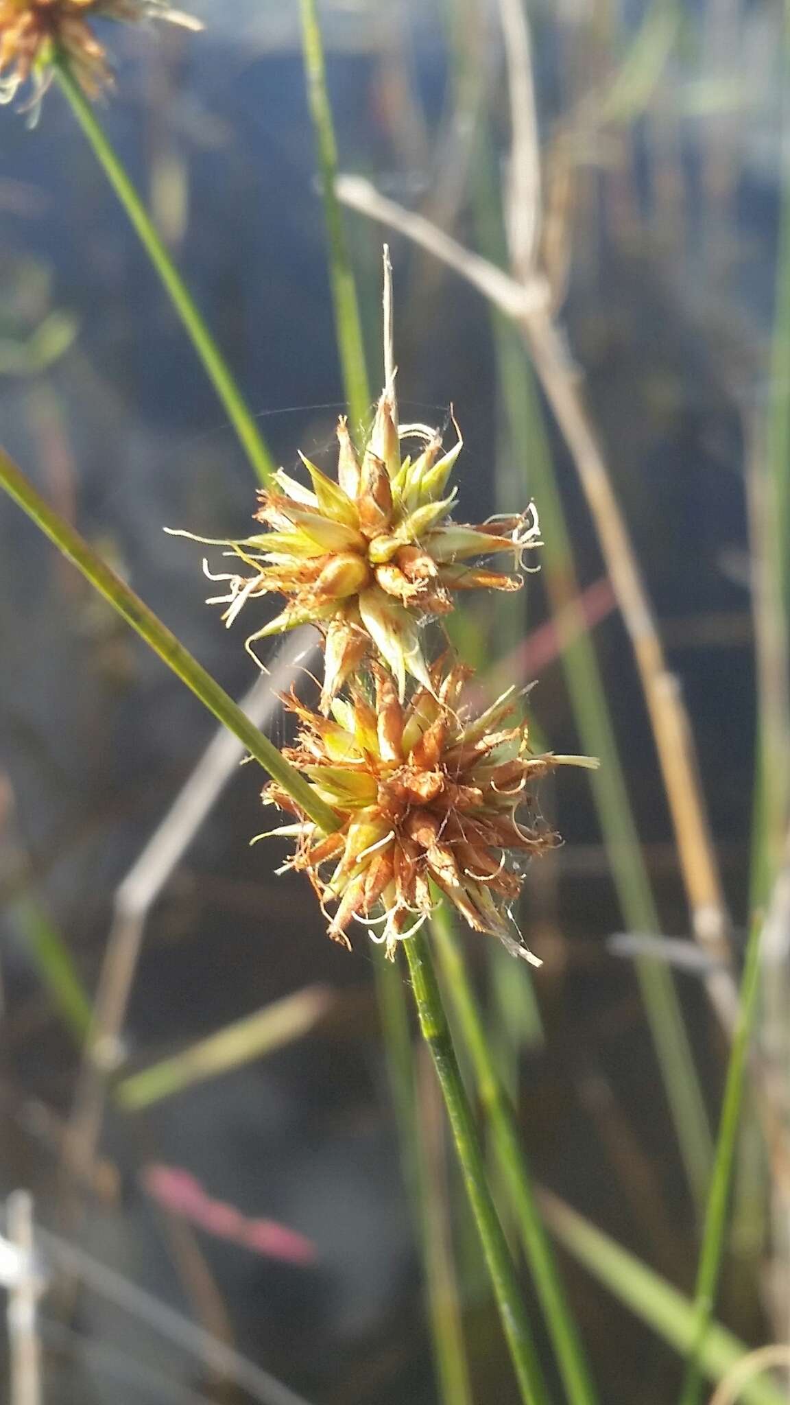 Image of Tracy's Beak Sedge