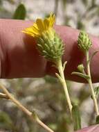 Image of Ash Meadows Gumweed