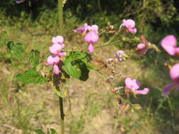 Image of Nuttall's ticktrefoil