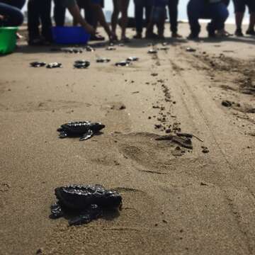 Image of Ridley sea turtles