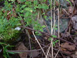 Image of smooth forked nailwort