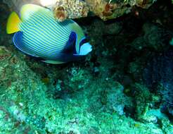 Image of Angelfish