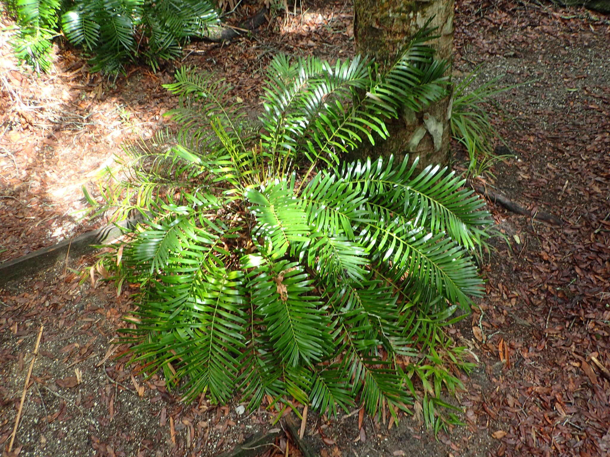 Image of Florida arrowroot