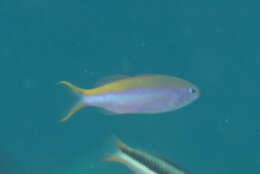 Luzonichthys waitei (Fowler 1931) resmi