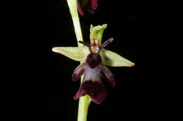 Image of Ophrys insectifera subsp. insectifera