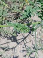 Image of Solanum chilense (Dun.) Reiche