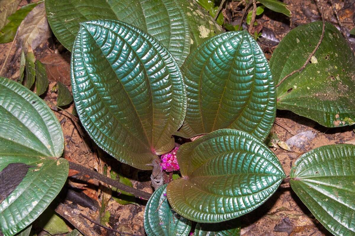 Слика од Phyllagathis rotundifolia (Jack) Bl.