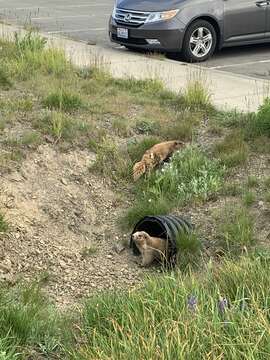 Image of Olympic Marmot