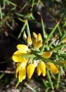 Image de Ulex parviflorus subsp. parviflorus