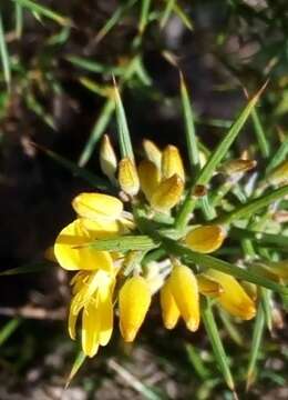 Image de Ulex parviflorus Pourr.