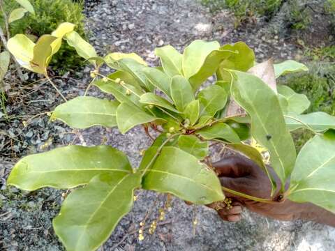 Image of Burasaia madagascariensis DC.