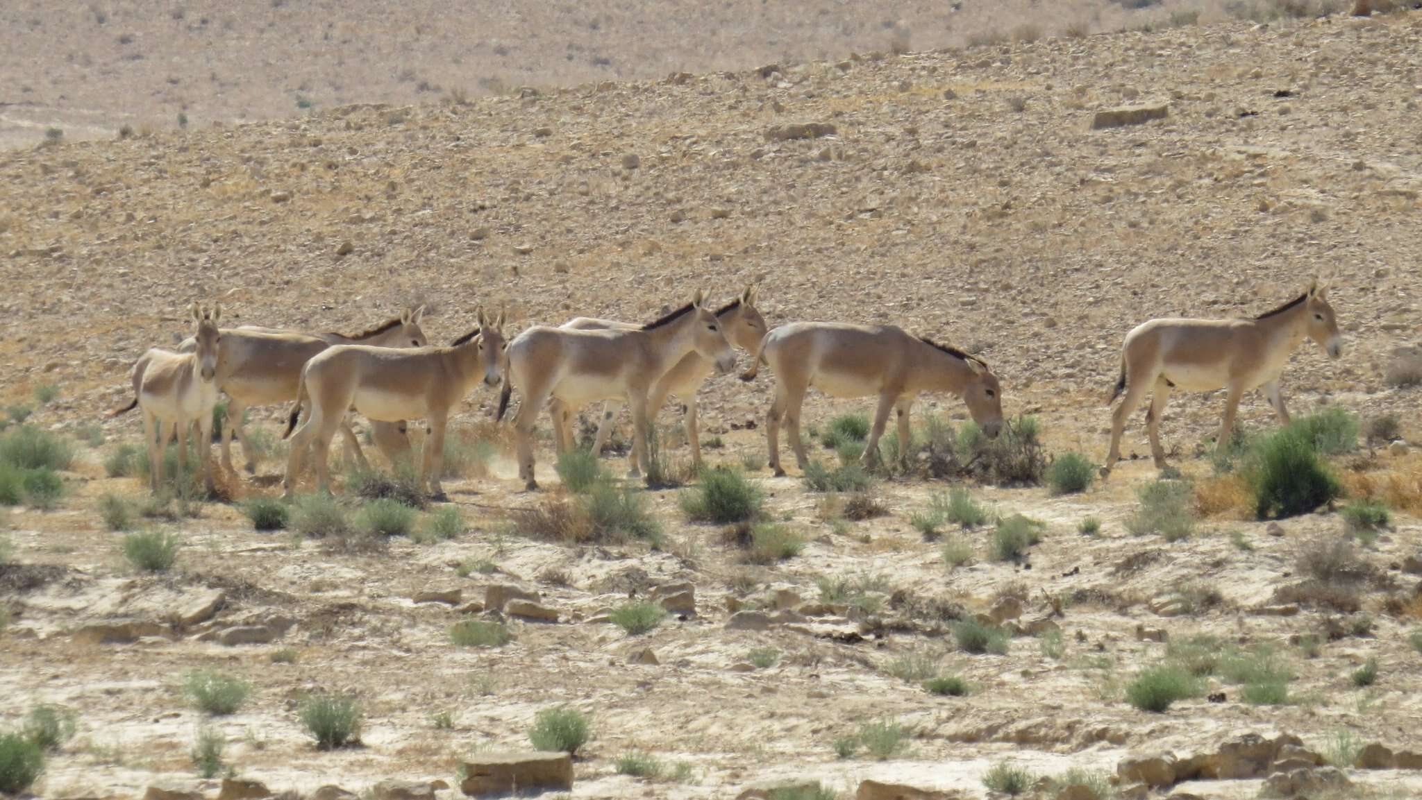 Image of Asian Wild Ass