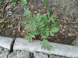 Imagem de Tagetes erecta L.