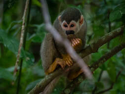 Image of Bare-eared Squirrel Monkey