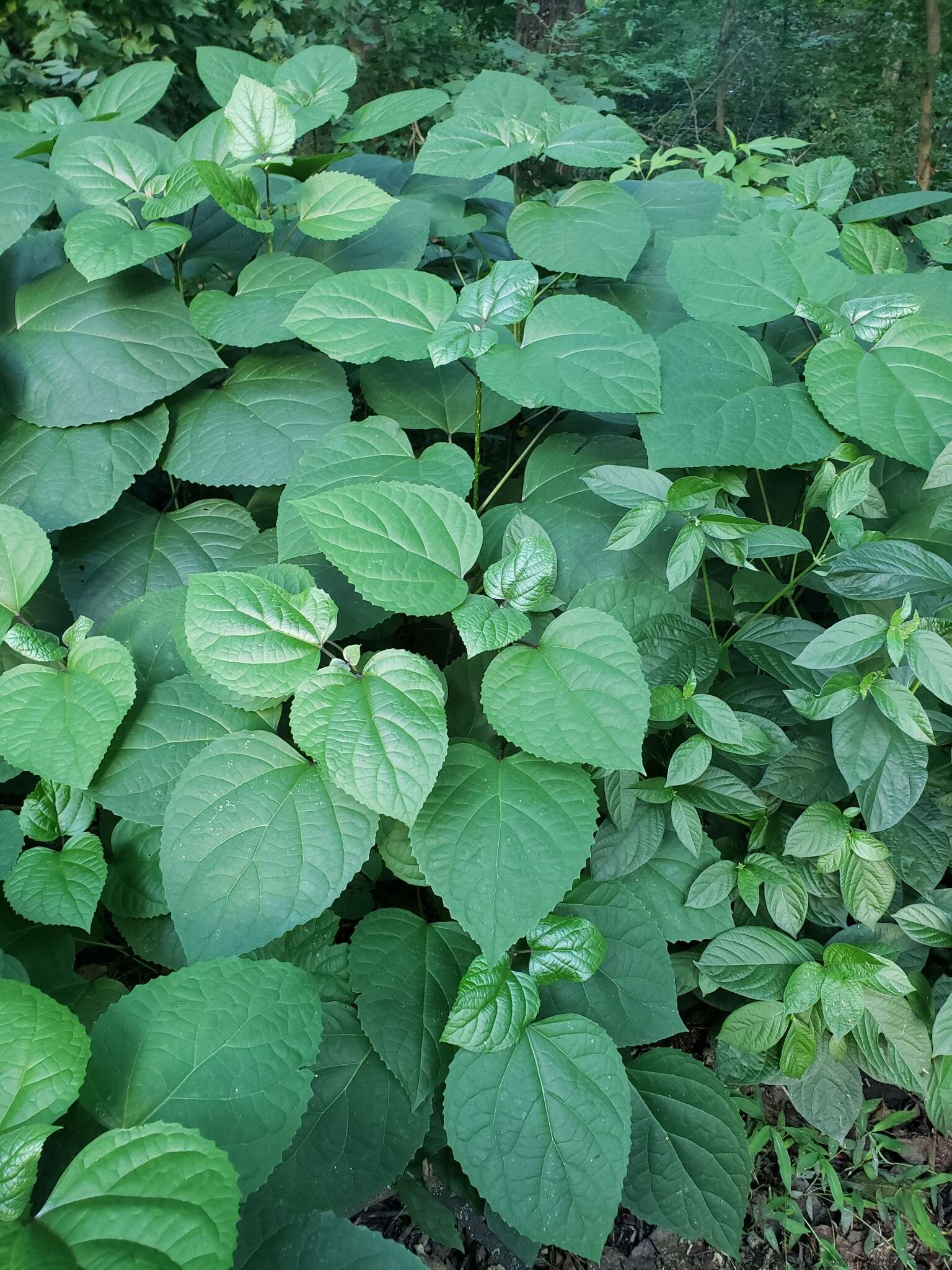 Imagem de Clerodendrum bungei Steud.