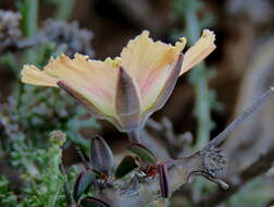 Image of Monsonia salmoniflora (Moffett) F. Albers