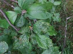 Image de <i>Eriophyes mali</i>