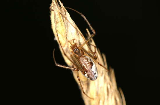 Image de Tetragnatha obtusa C. L. Koch 1837