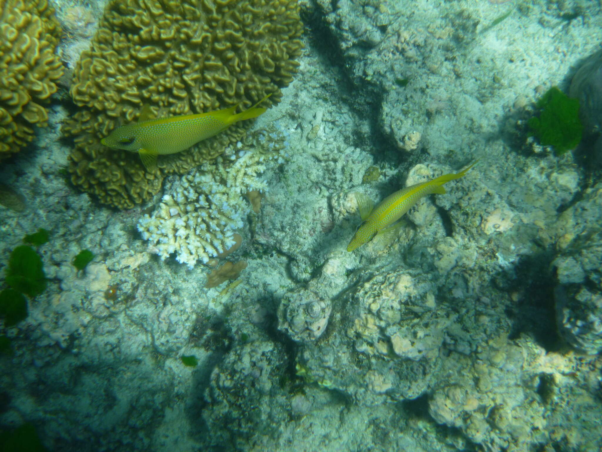 Image of Coral rabbitfish