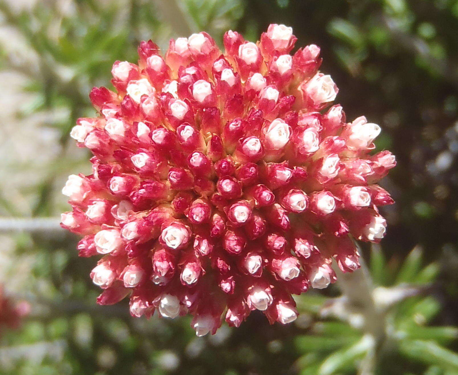 Image of Anaxeton arborescens (L.) Less.