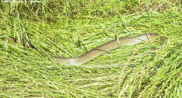 Image of Coluber constrictor flaviventris Say ex James 1823