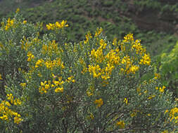 Image of Genista microphylla DC.