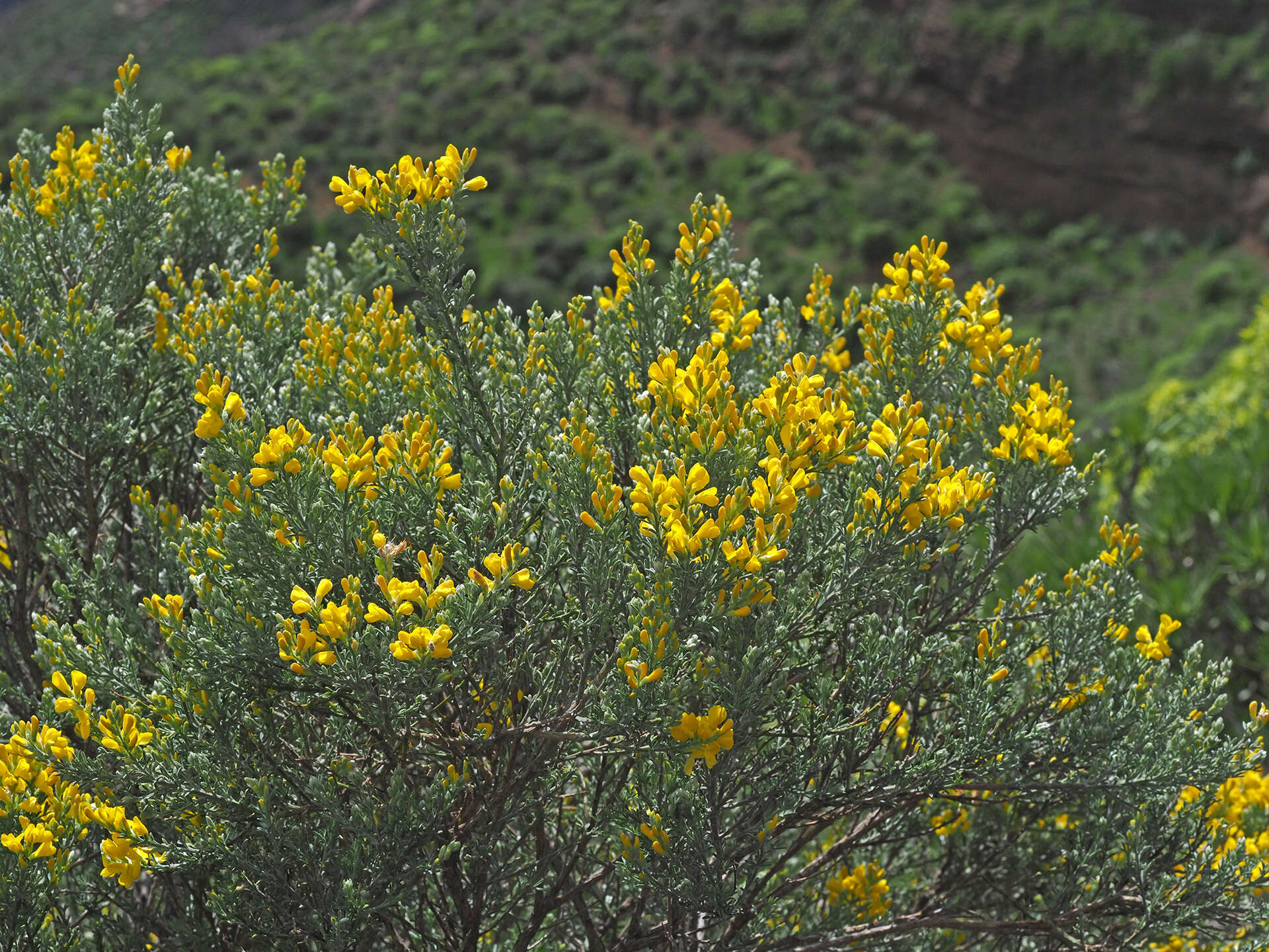 Image of Genista microphylla DC.