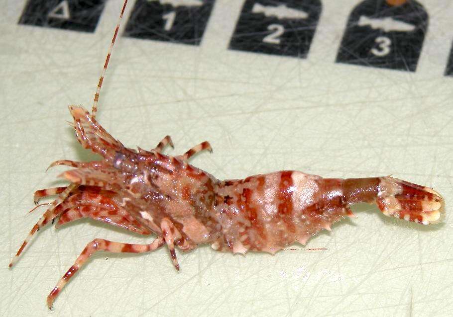 Image of Greenland shrimp