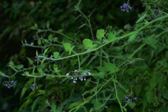 Image of Solanum lyratum Thunb.