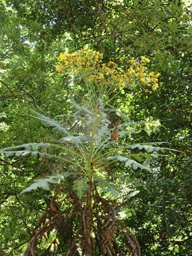 Imagem de Sonchus palmensis (Sch. Bip.) Boulos