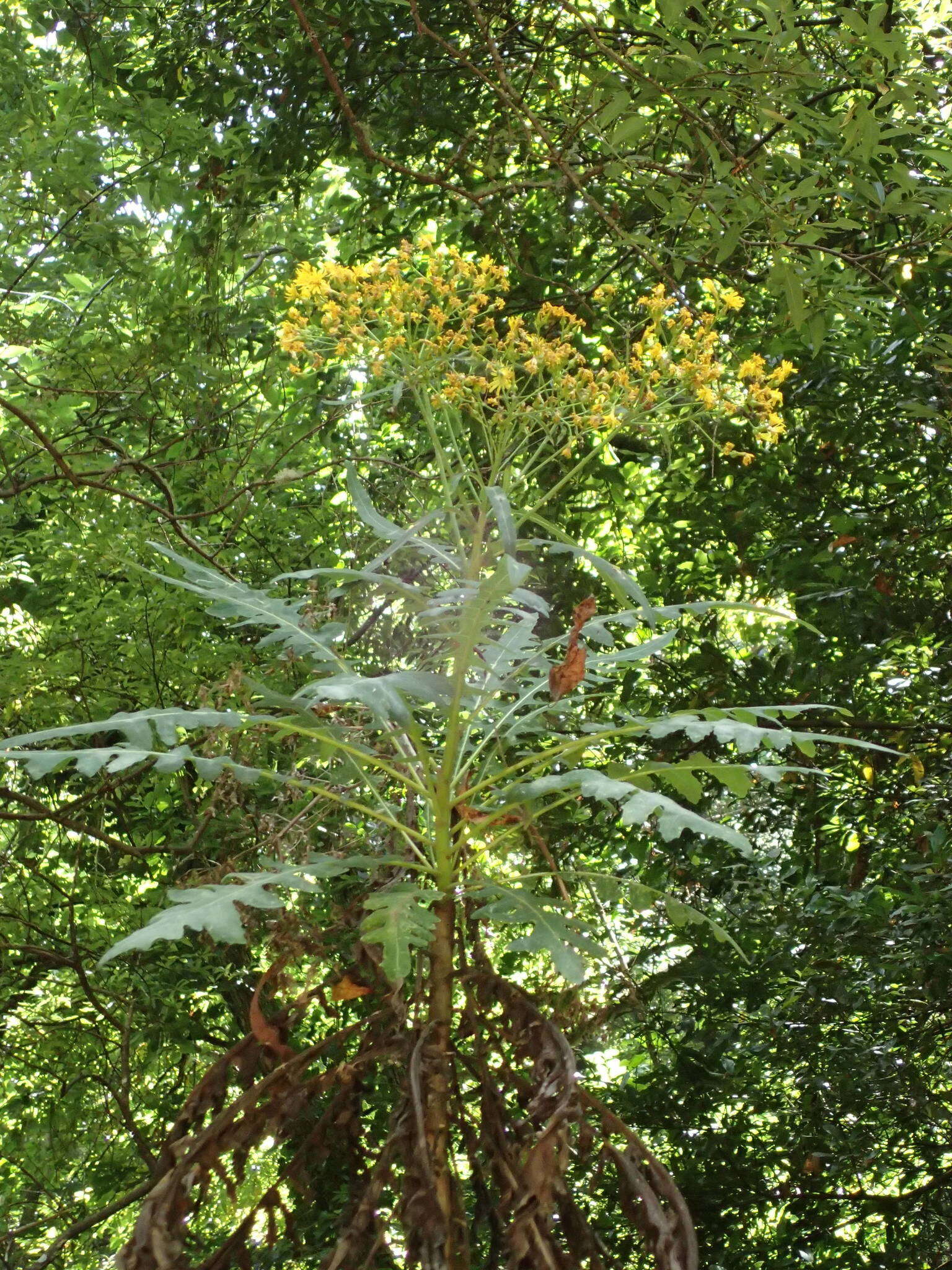 Imagem de Sonchus palmensis (Sch. Bip.) Boulos