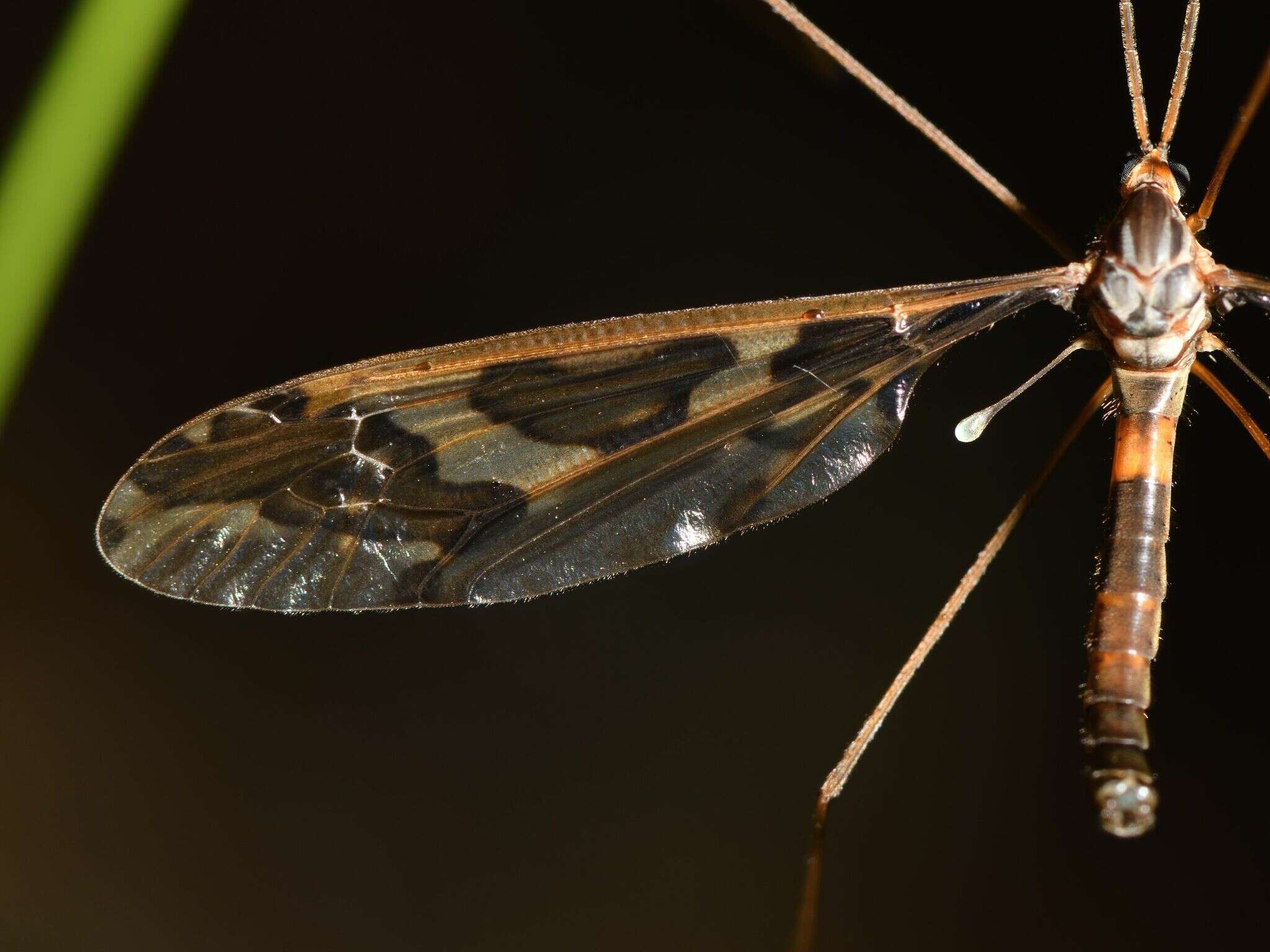 Image of Leptotarsus (Macromastix) binotatus (Hutton 1900)