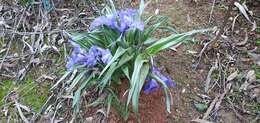 Imagem de Iris planifolia (Mill.) T. Durand & Schinz