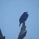 Image of Brown-winged Starling