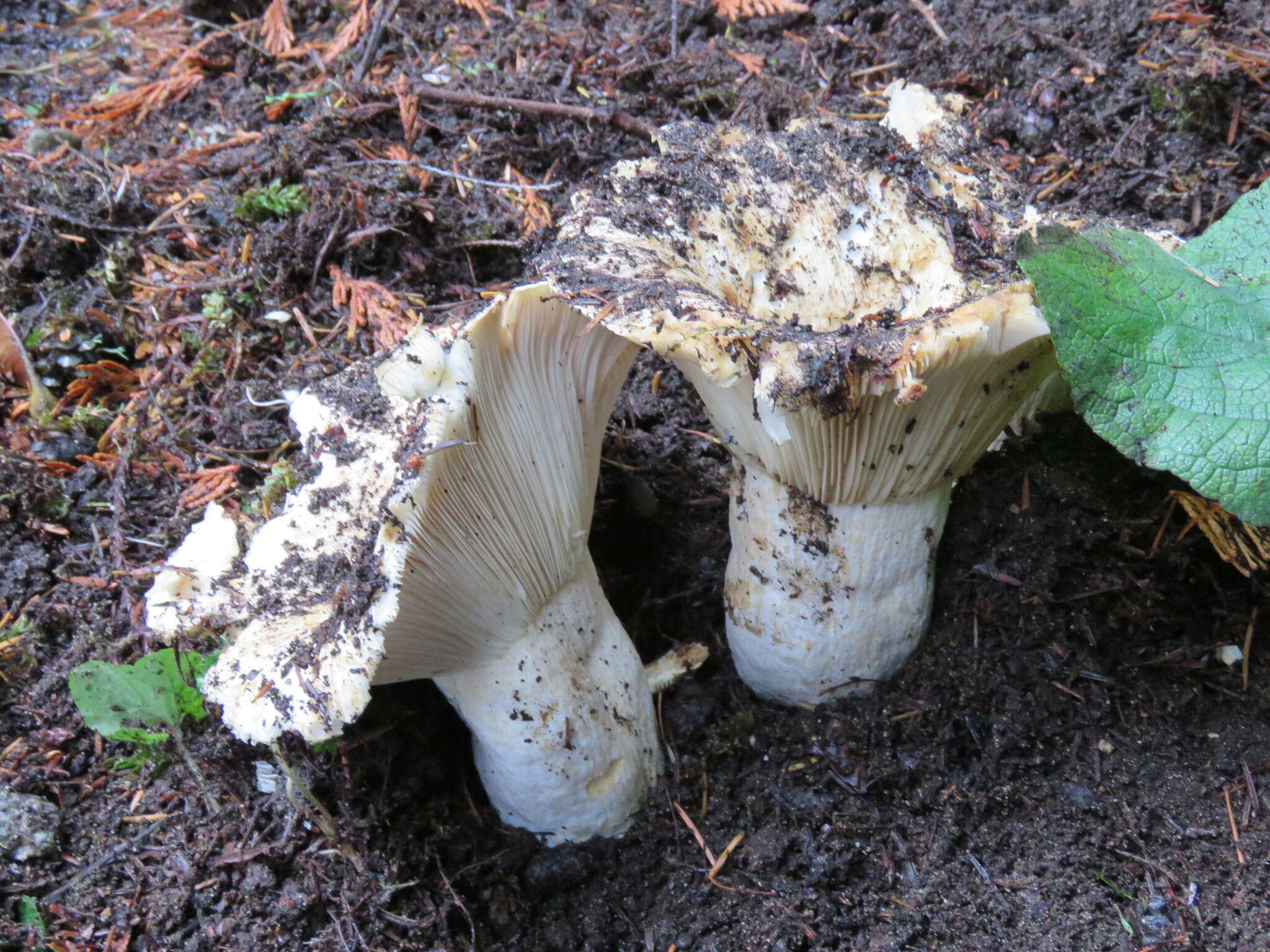 Sivun Russula brevipes Peck 1890 kuva