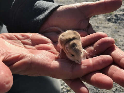 Image of Desert Pocket Mouse