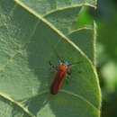 Image of Oedematopoda ignipicta Butler 1881