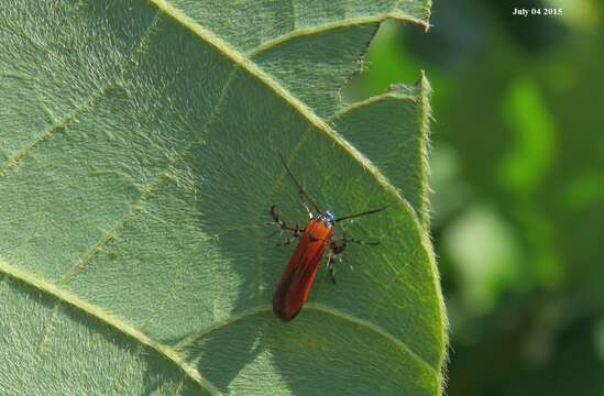 Imagem de Oedematopoda ignipicta Butler 1881