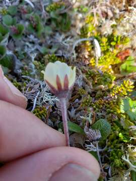 Image of entireleaf mountain-avens