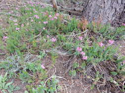 Image of purple mountainheath