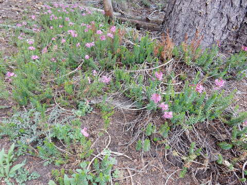 Image of purple mountainheath