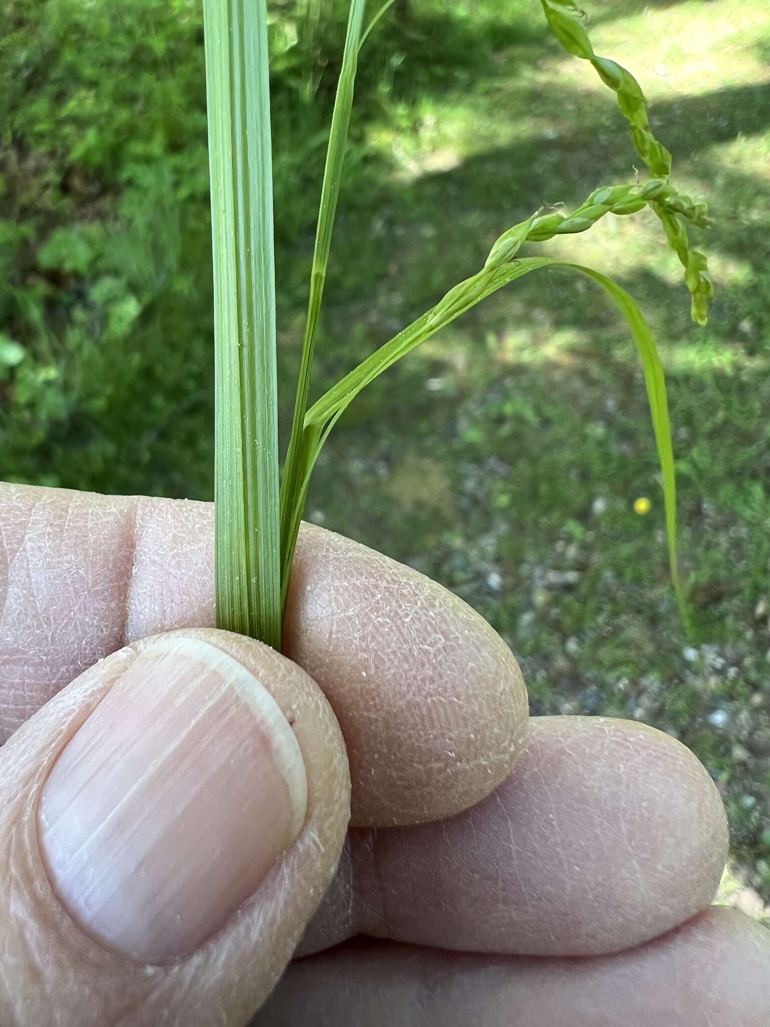 Image of white edge sedge