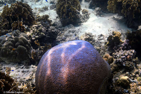 Image of Starflower coral